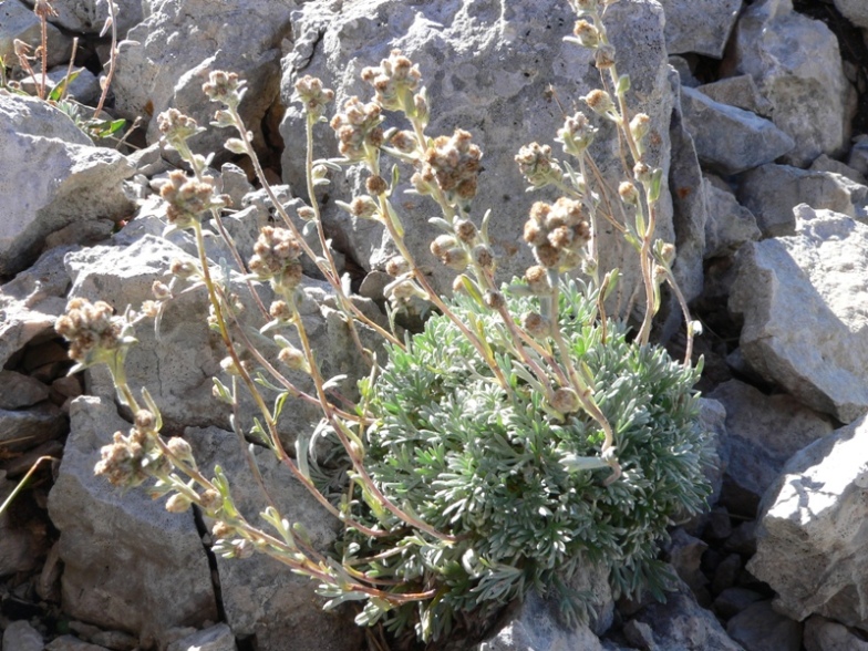 Artemisia umbelliformis subsp. eriantha / Genep appenninico